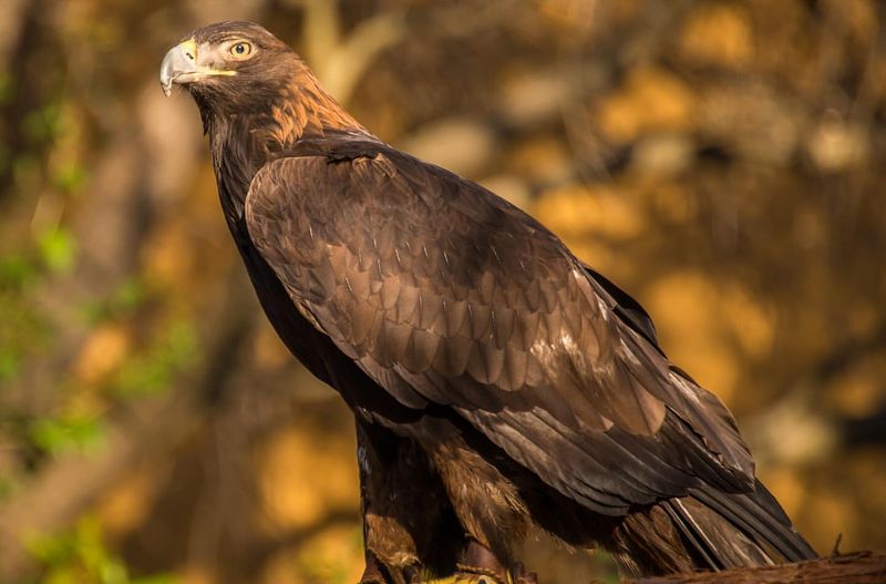 Predators of the Predator: Unveiling the 6 Animals That Dare to Hunt Hawks