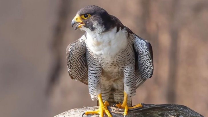 Predators of the Predator: Unveiling the 6 Animals That Dare to Hunt Hawks