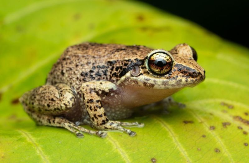 Prepare to Be Amazed by These 8 Powerful Jumpers of the Animal Kingdom