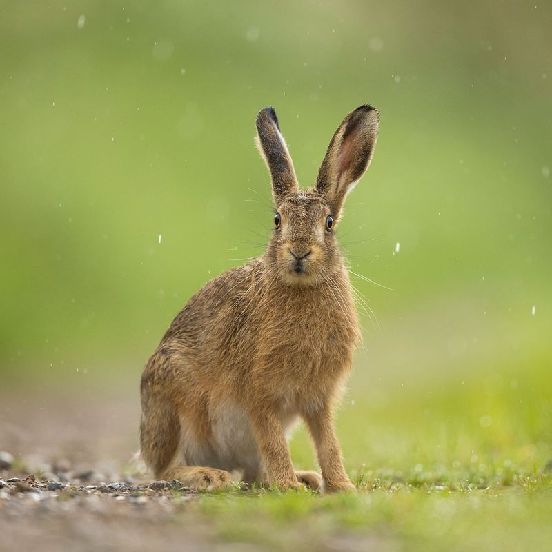 Prepare to Be Amazed by These 8 Powerful Jumpers of the Animal Kingdom