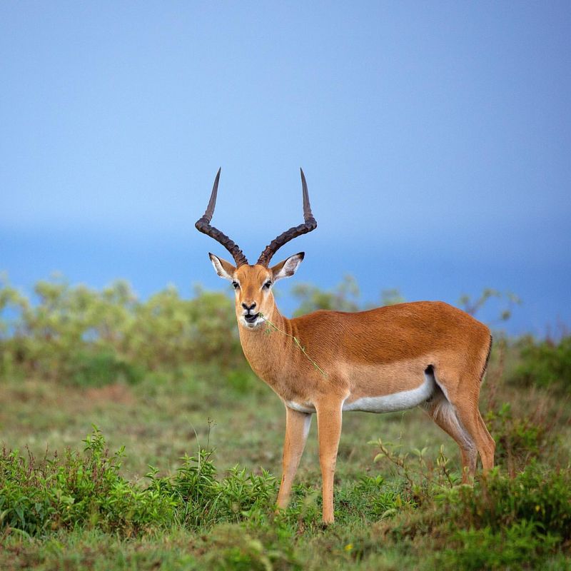 Prepare to Be Amazed by These 8 Powerful Jumpers of the Animal Kingdom