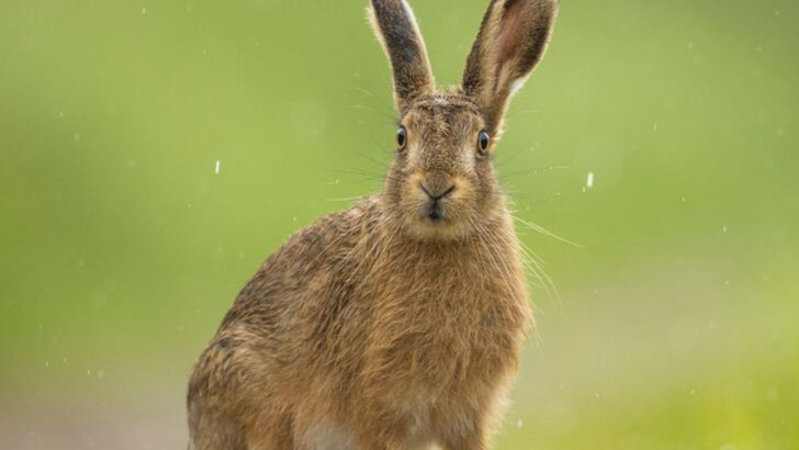 Prepare to Be Amazed by These 8 Powerful Jumpers of the Animal Kingdom