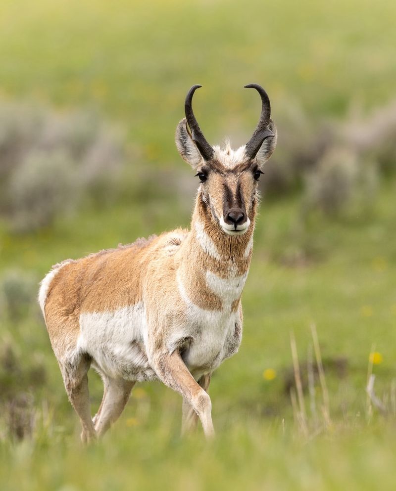 Pronghorn