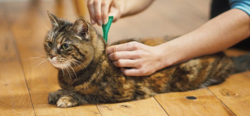 Protect your cat from fleas and ticks