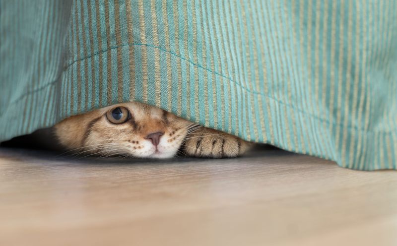 Provide Hiding Spots