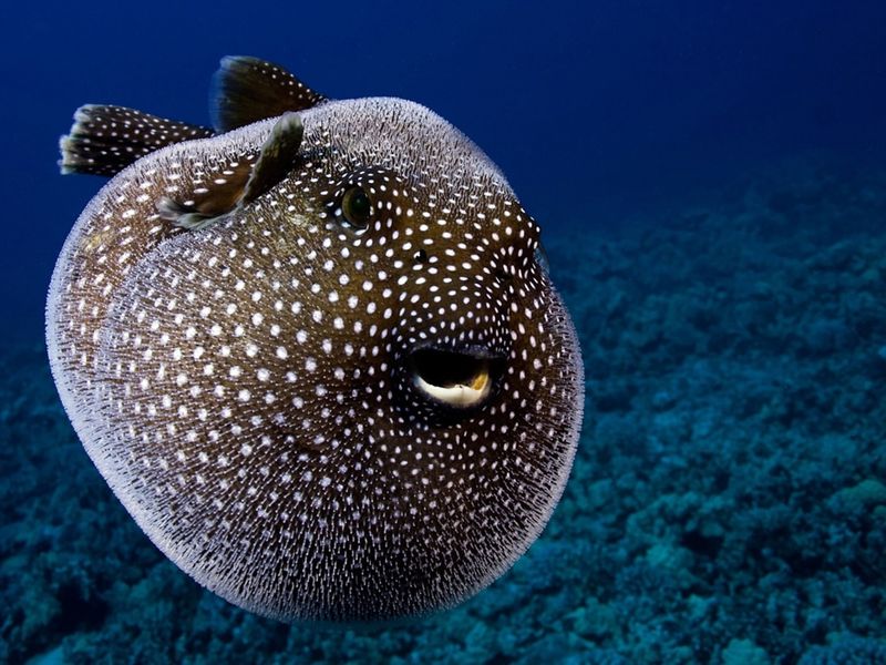 Pufferfish