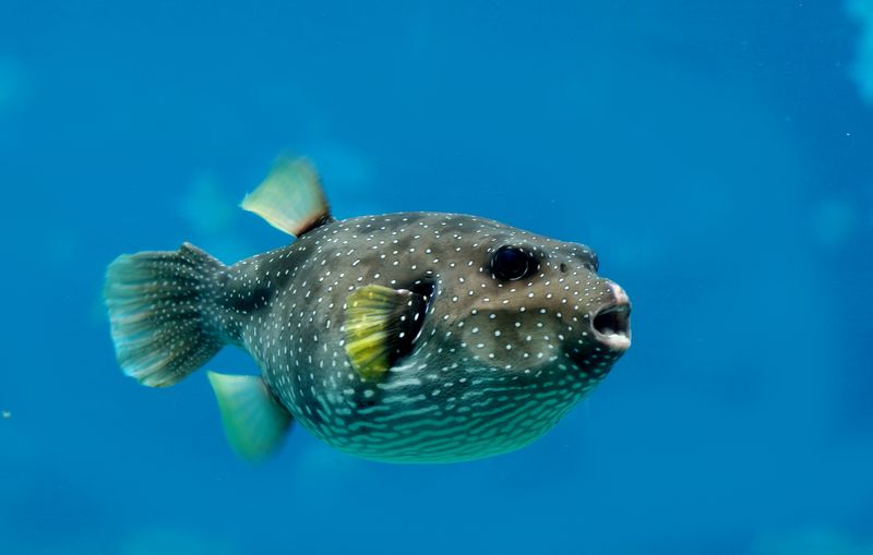 Pufferfish