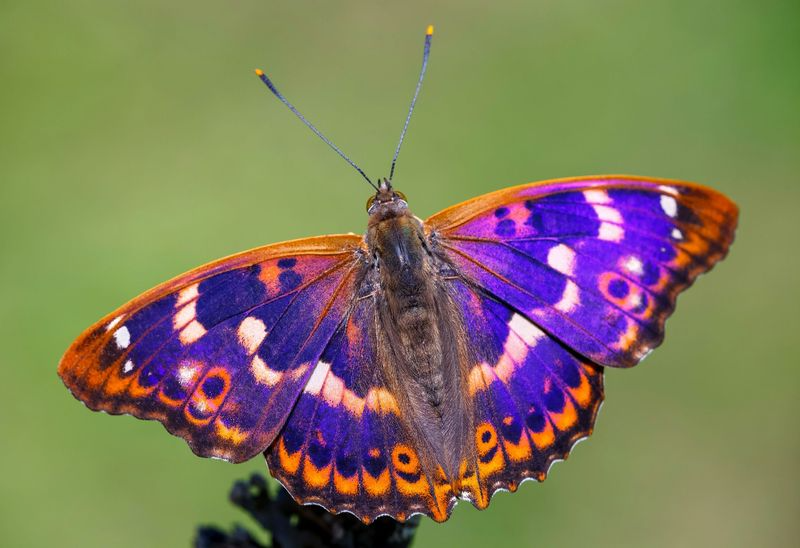 12 Extremely Rare Butterflies from Around the World That Redefine the Meaning of Beauty