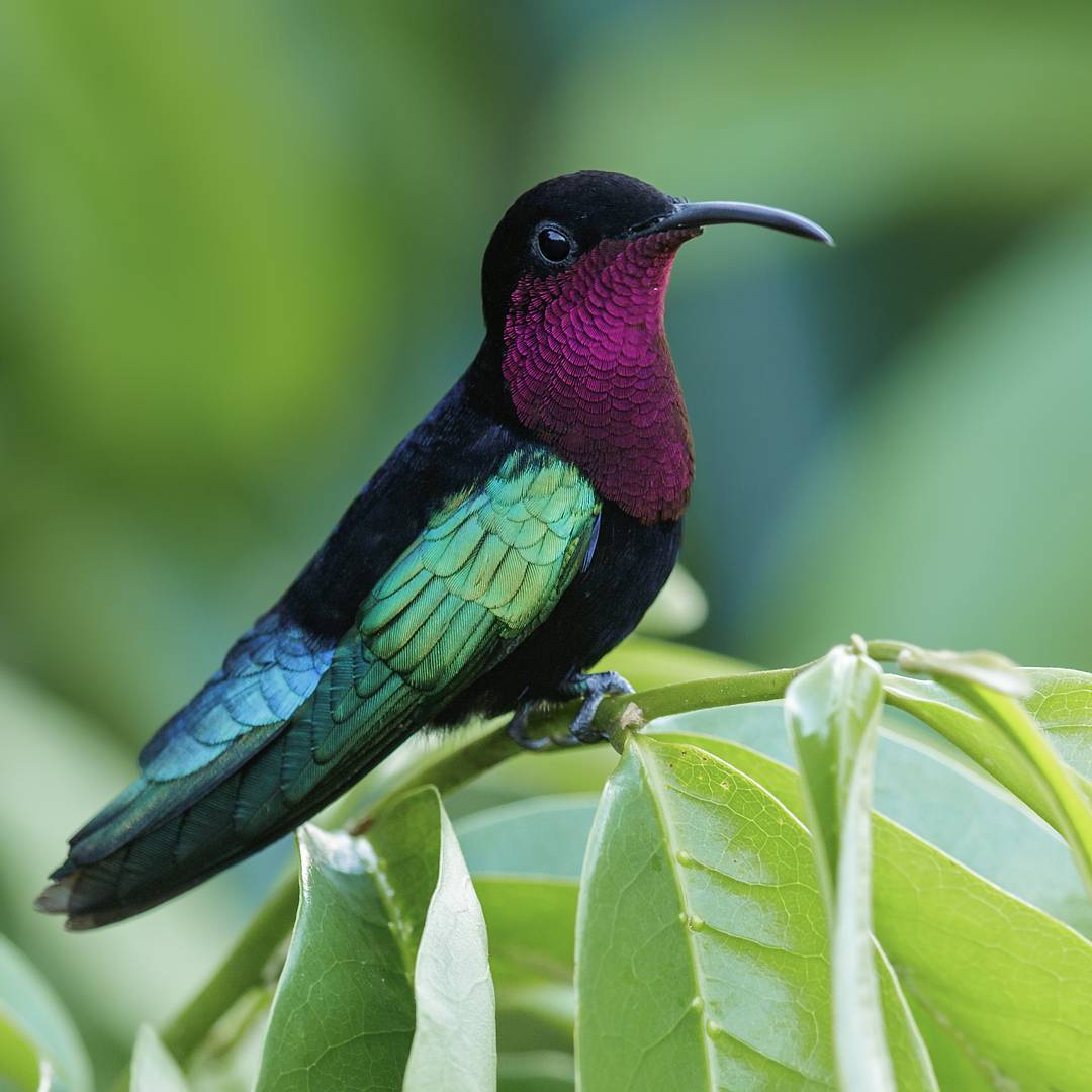 10 Stunning Purple Birds from Around the World That Will Leave You in Awe