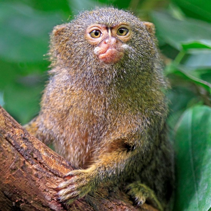 Pygmy Marmoset