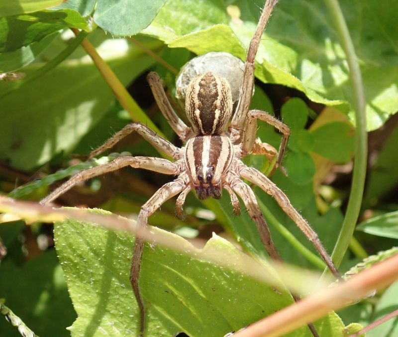 Rabid Wolf Spider