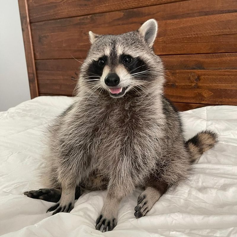 Raccoon