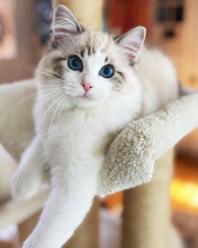 Ragdoll