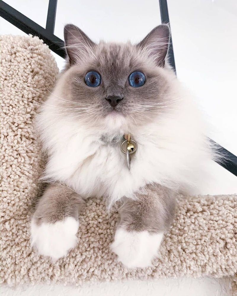 Ragdoll