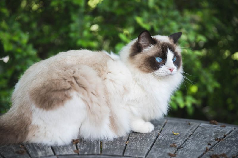 Ragdoll