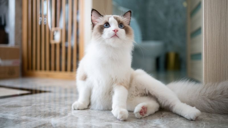 Ragdoll Cats