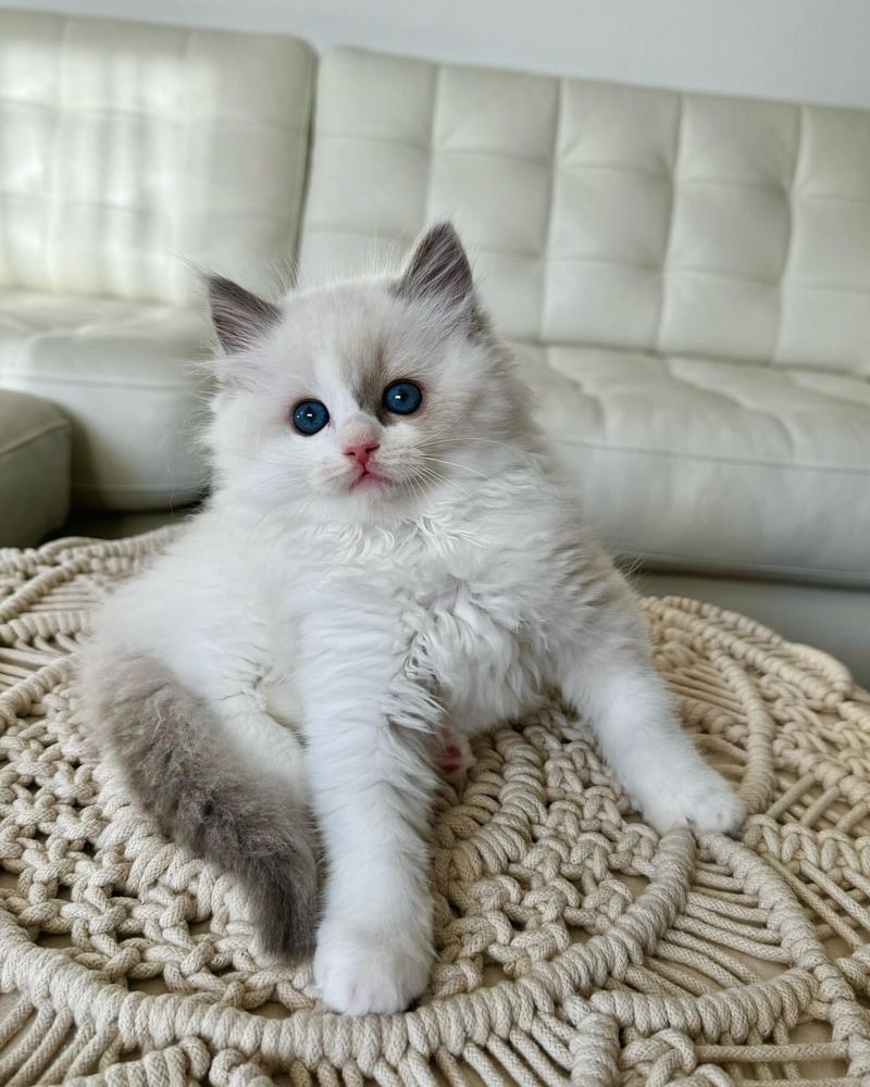 Ragdoll Playfulness