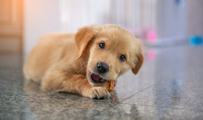 Raising the Perfect Pup – 9 Key Lessons to Teach Before They Turn Two