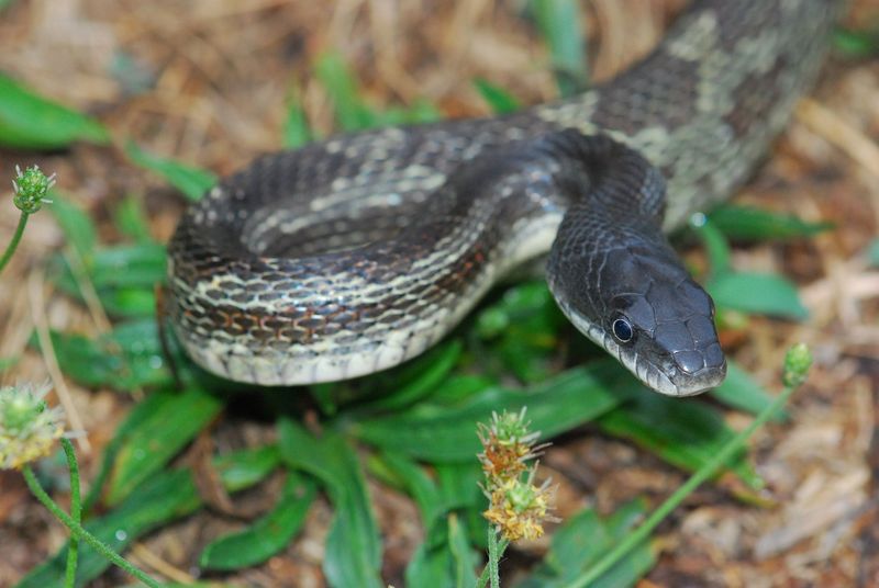 Rat Snake