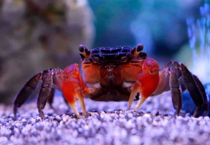 Red Claw Crab