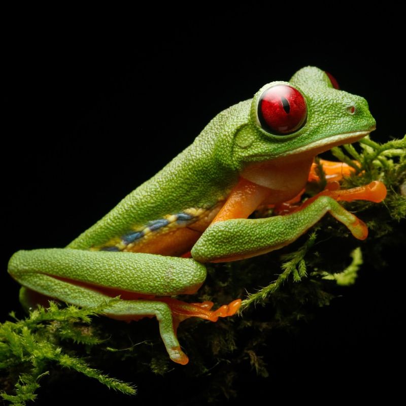 Red-Eyed Tree Frog