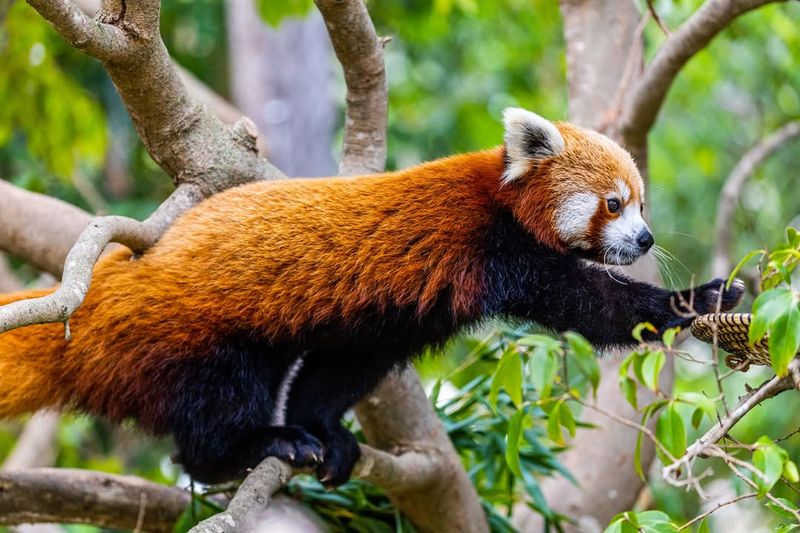 Red Panda