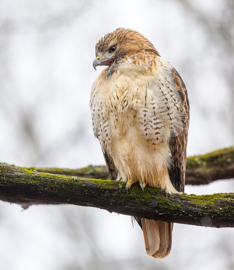 Red-tailed Hawk