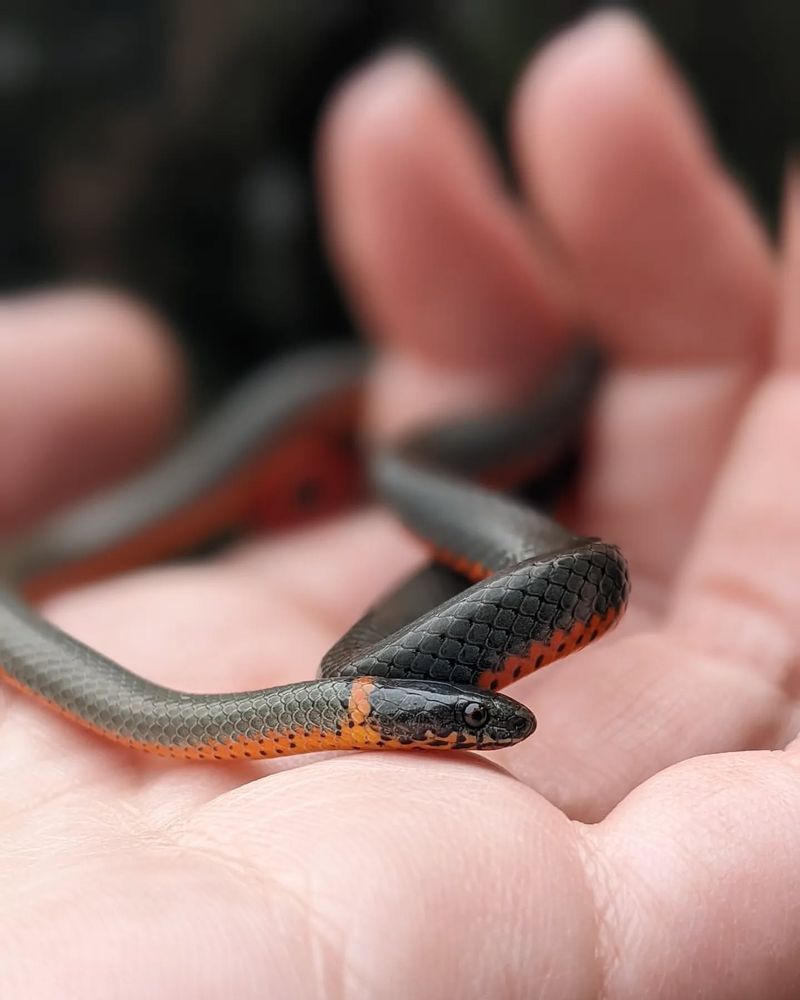 Ring-necked Snake