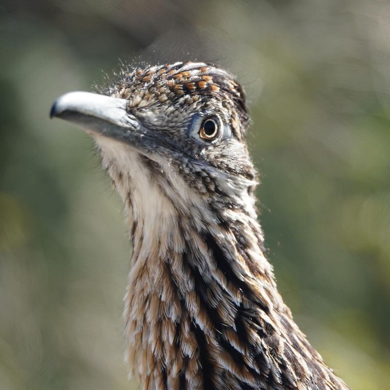 Roadrunner