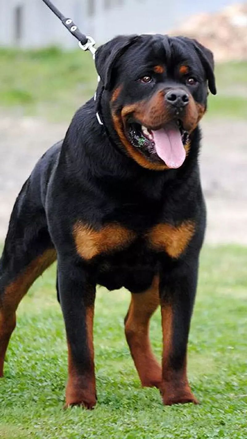 Rottweiler