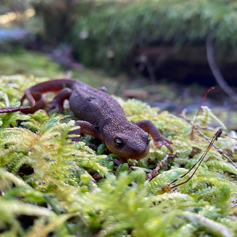 Rough-skinned Newt