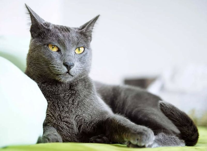 Russian Blue