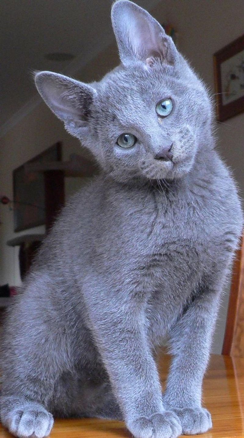 Russian Blue