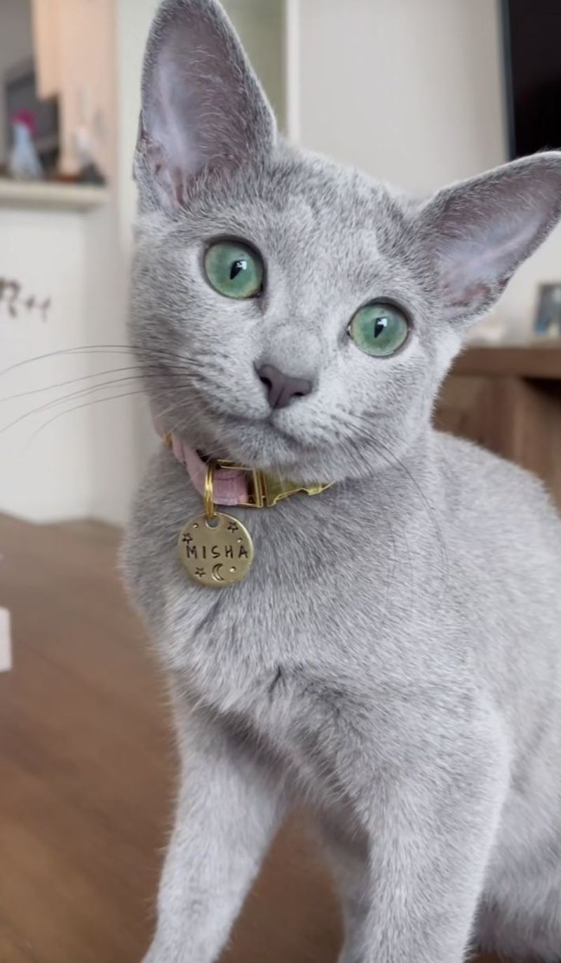 Russian Blue