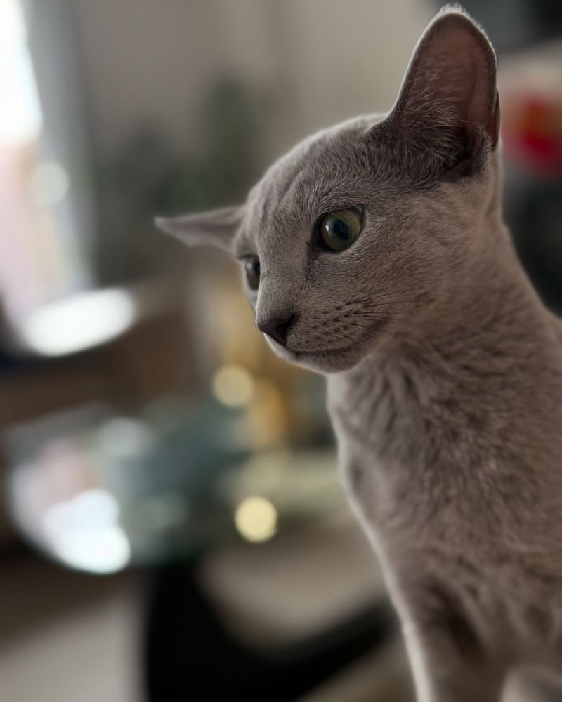 Russian Blue