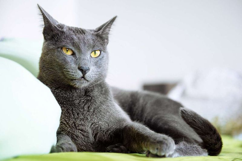 Russian Blue