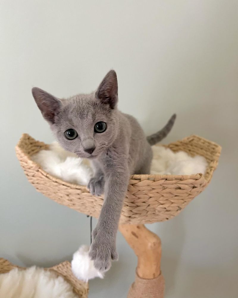 Russian Blue