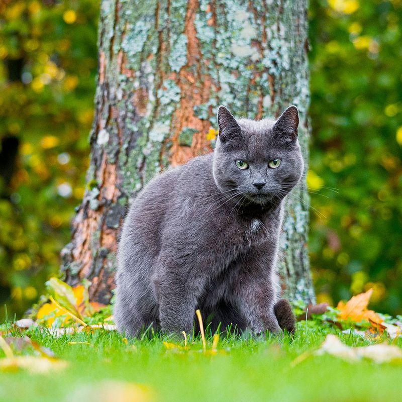 Russian Blue