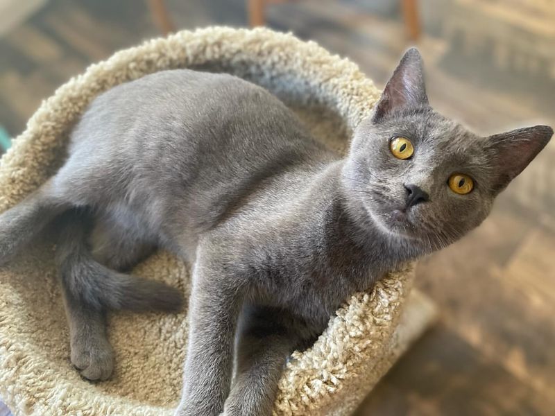 Russian Blue