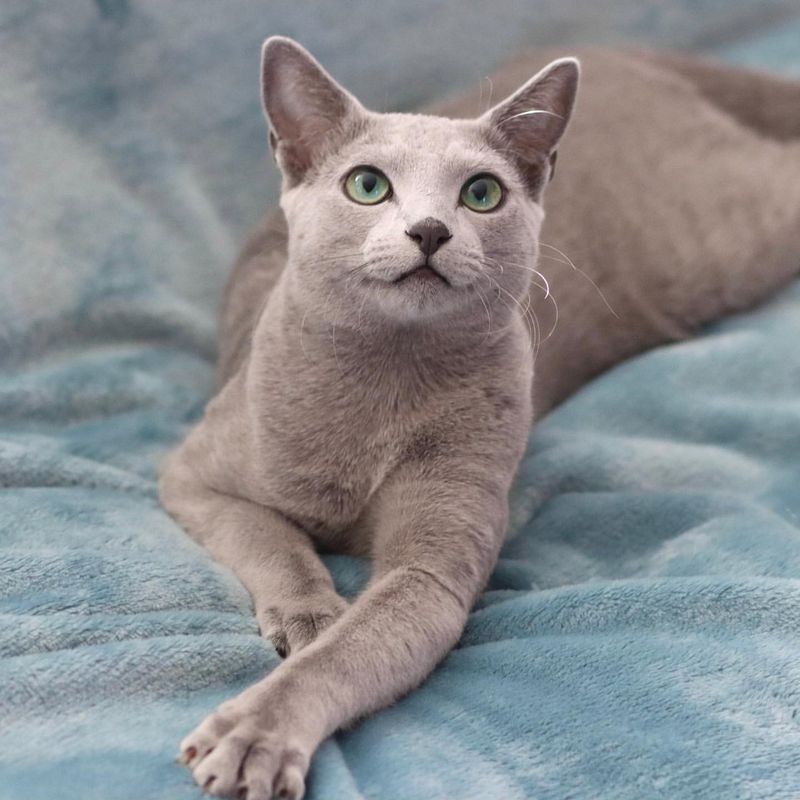 Russian Blue