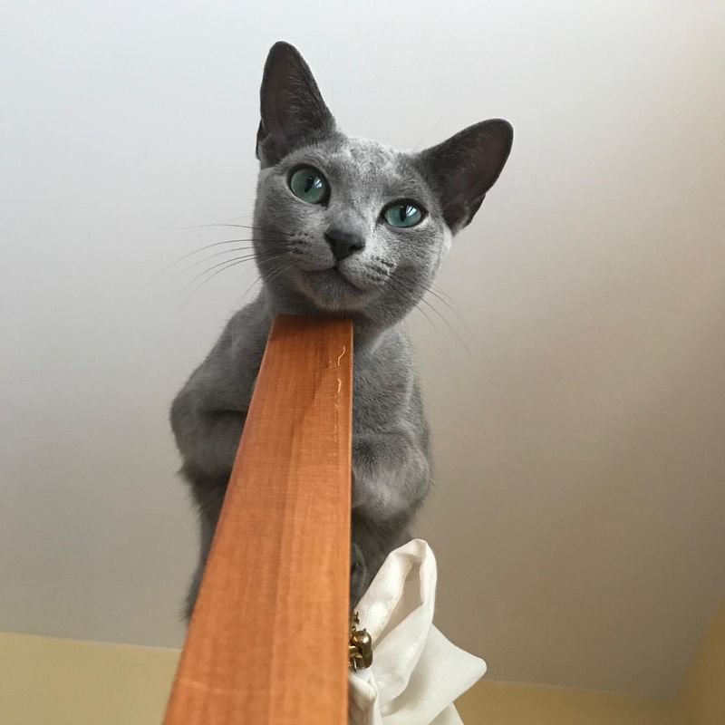 Russian Blue