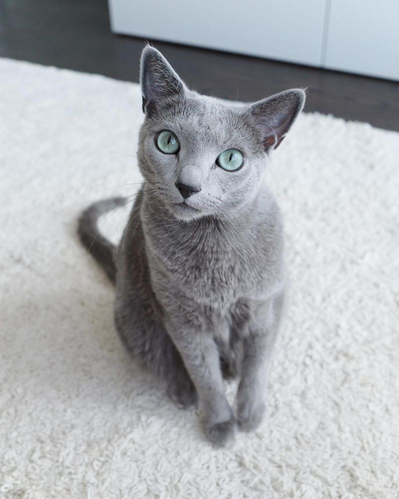 Russian Blue