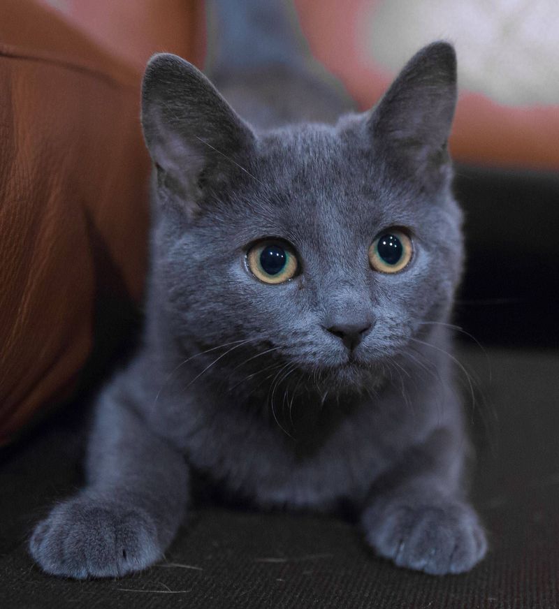 Russian Blue Cat