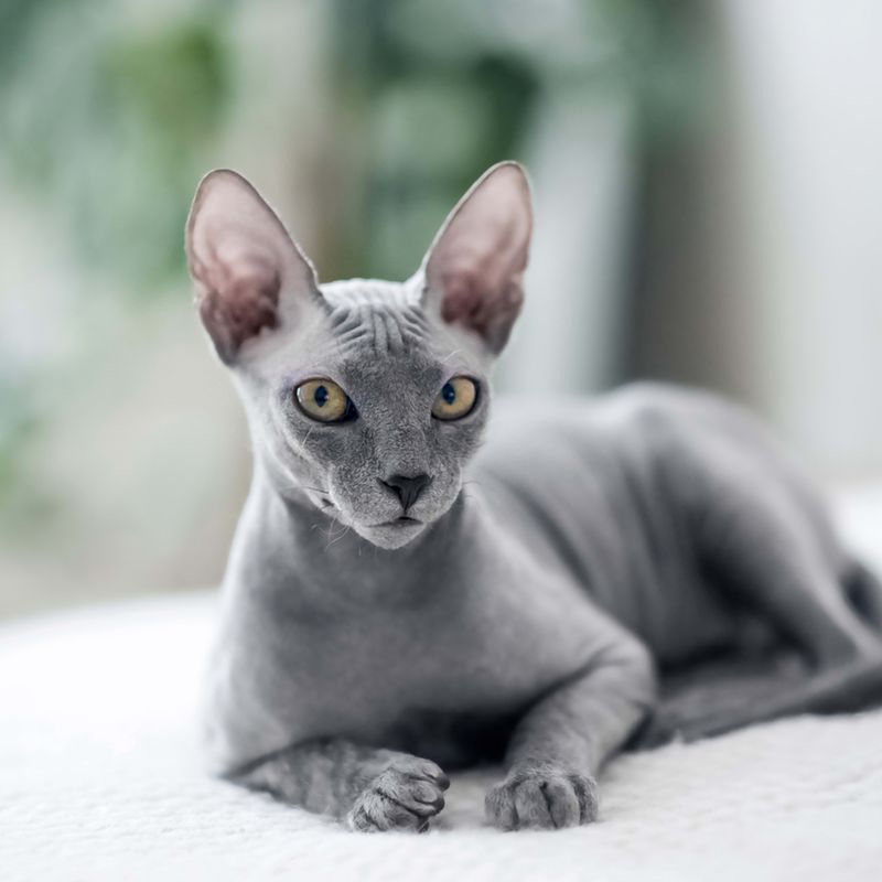 Russian Peterbald