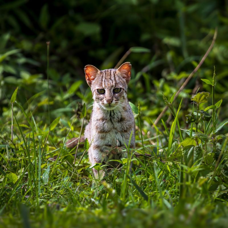 Rusty-spotted Cat