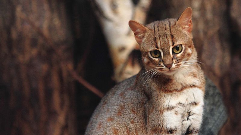 Rusty-spotted Cat