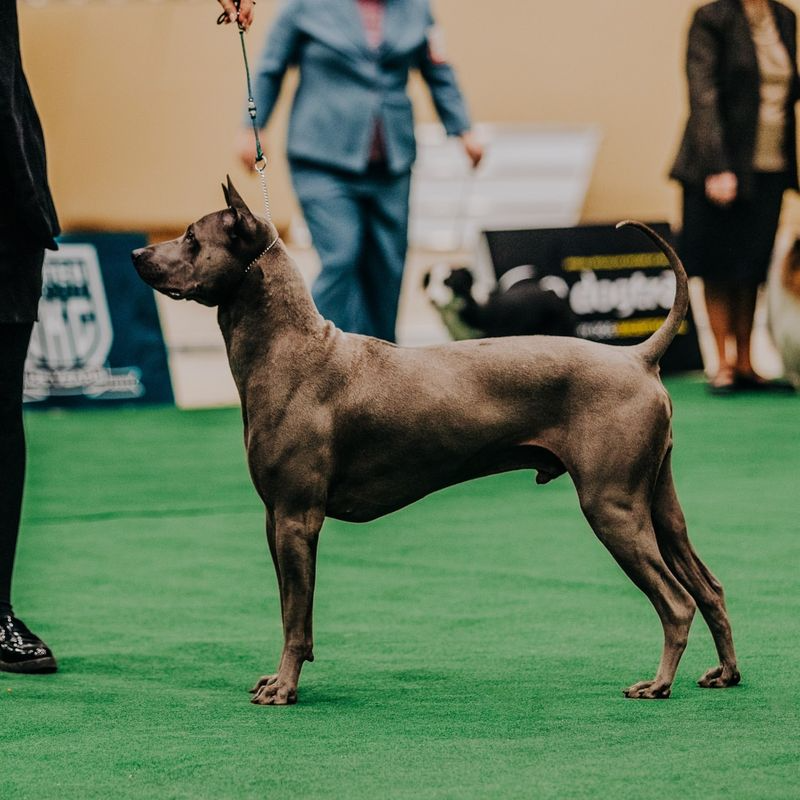 8 Dog Breeds You’ll Want to Know Before They’re Gone