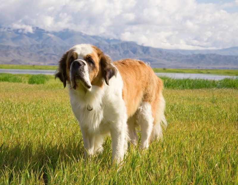 Saint Bernard