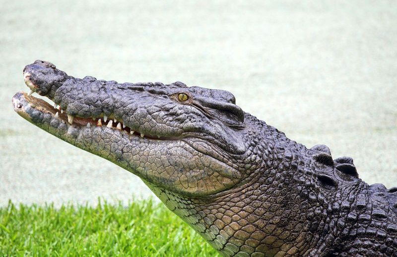 Saltwater Crocodile