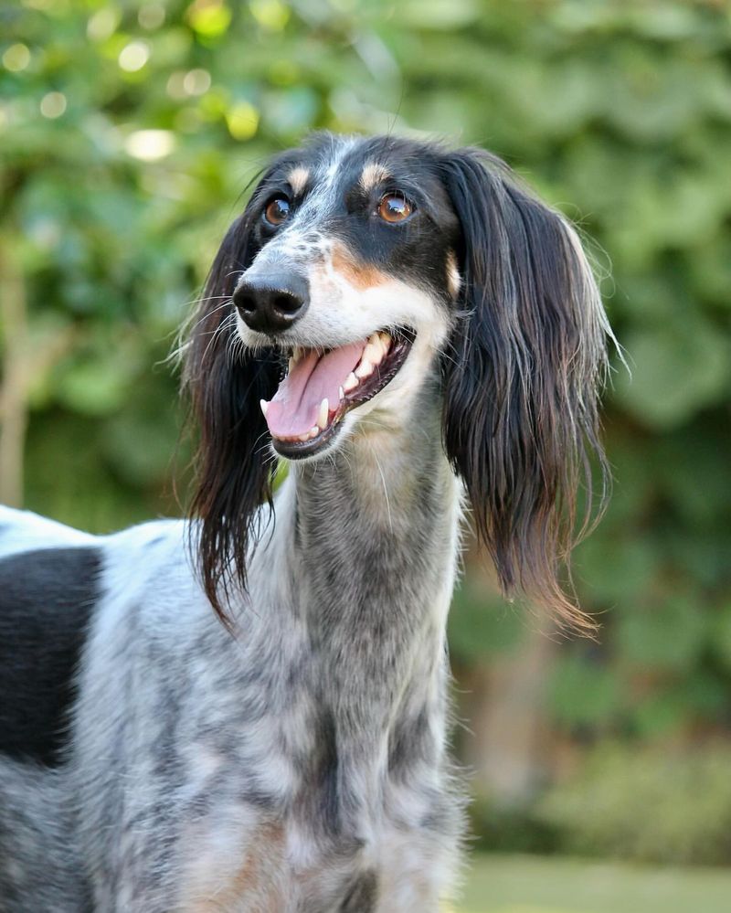 Saluki